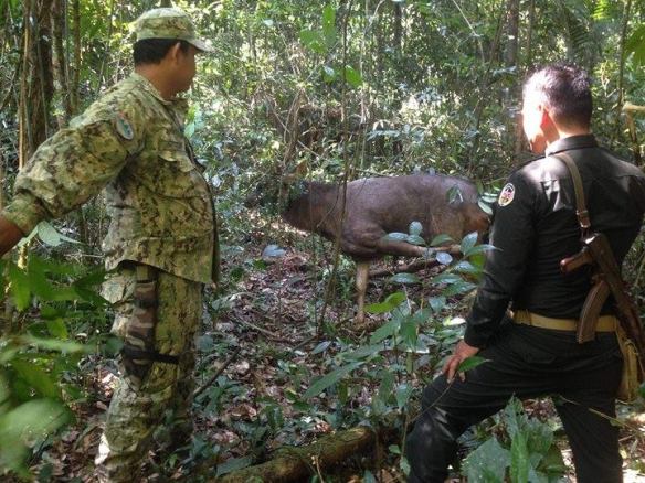 Rangers rescue a sambar deer
