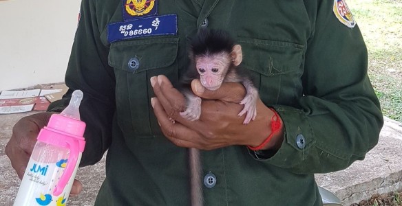 Baby-macaque-brought-to-Phnom-Tamao-nursery