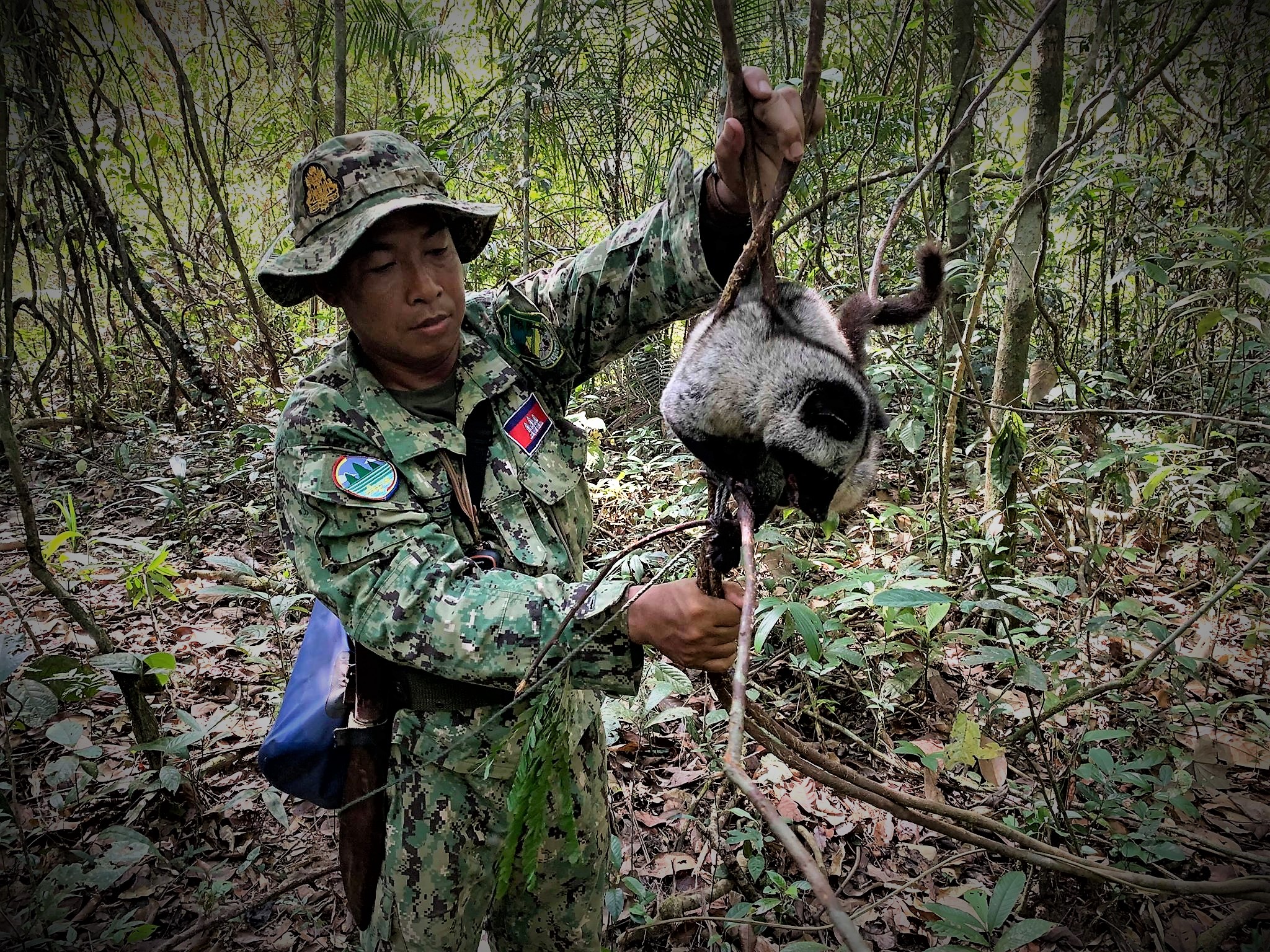 Another Kopi Luwak coffee victim | Wildlife Alliance