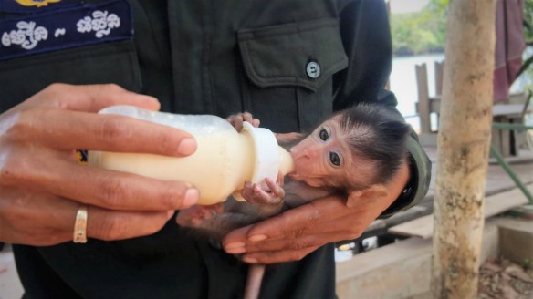 Baby macaque rescued by Wildlife Alliance rangers.jpg