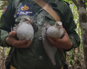 Wild Pigeons back to the wild release